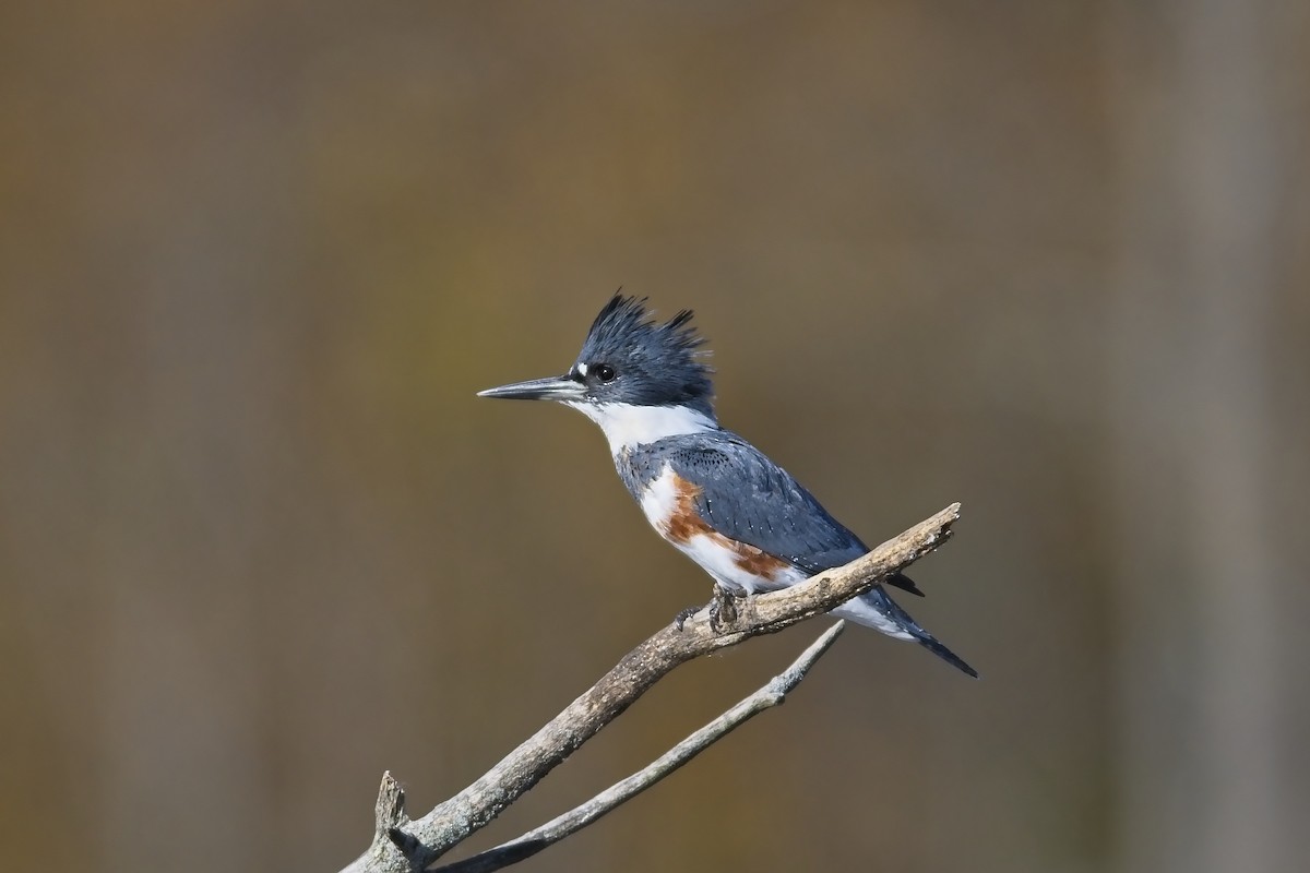 Belted Kingfisher - ML278067591