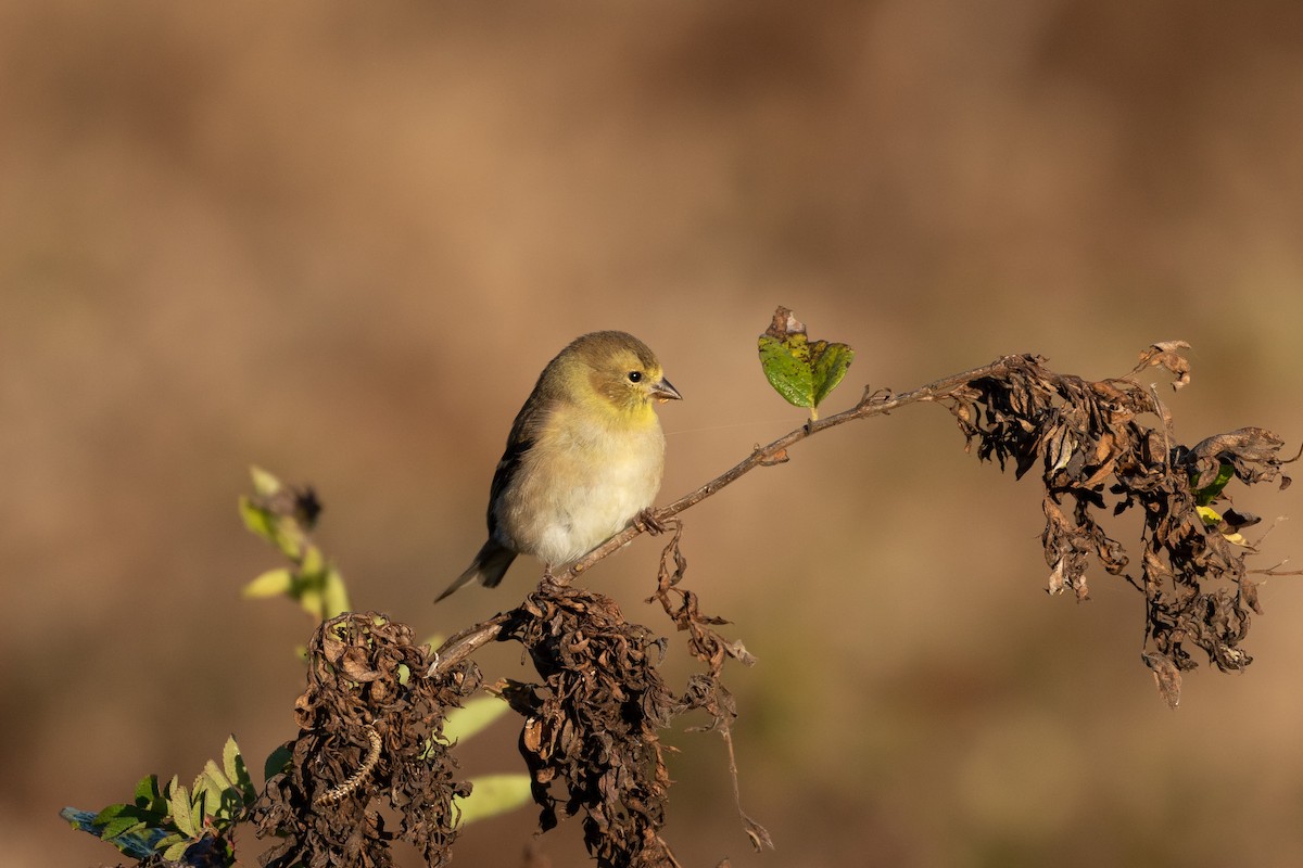 American Goldfinch - Jeff Smith