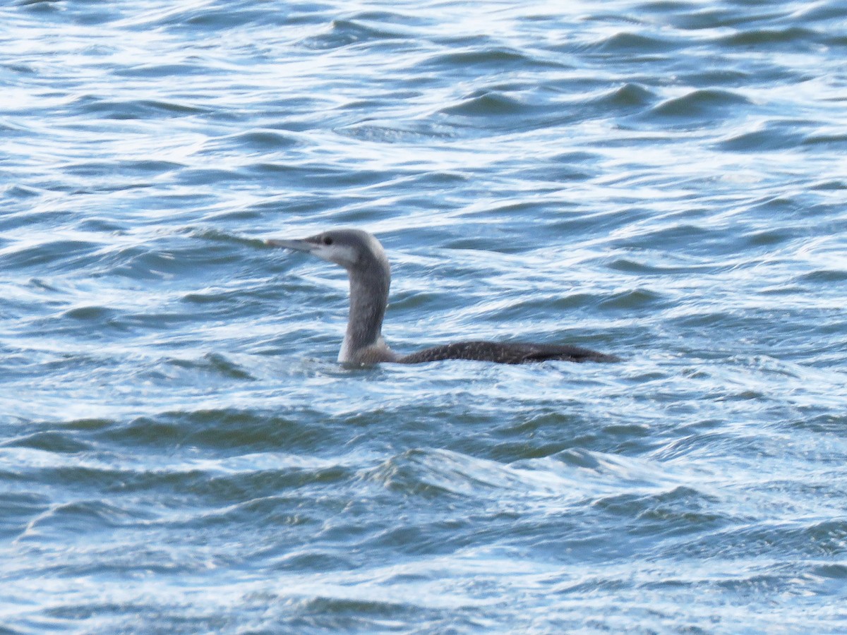 Red-throated Loon - ML278071941
