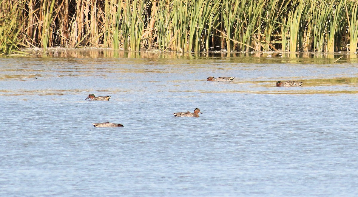 Green-winged Teal - ML278072351