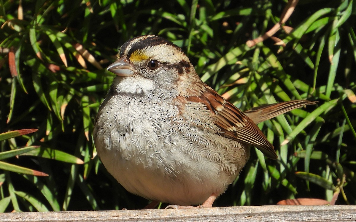 White-throated Sparrow - Greg Cross