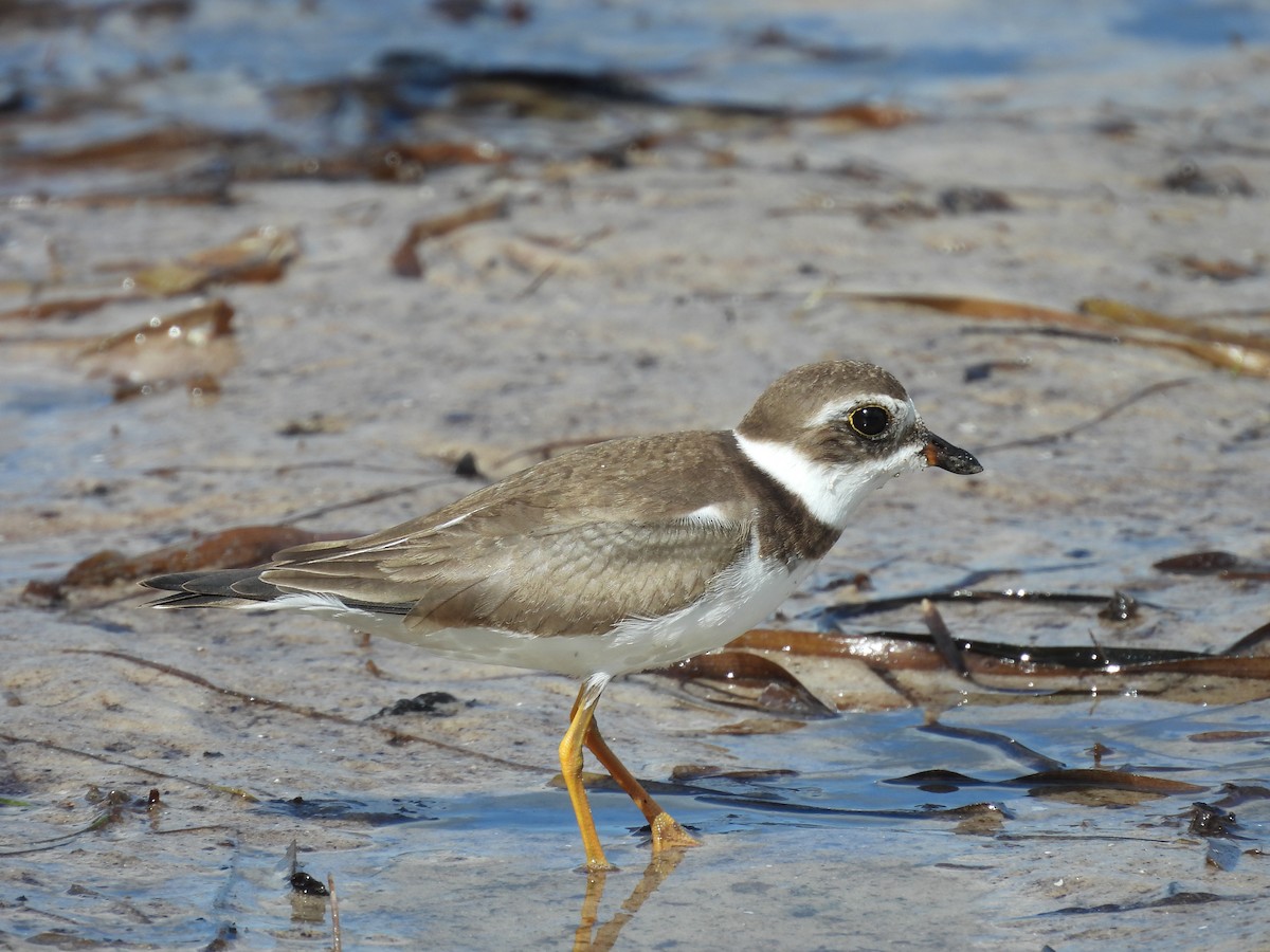 Semipalmated Plover - ML278082221
