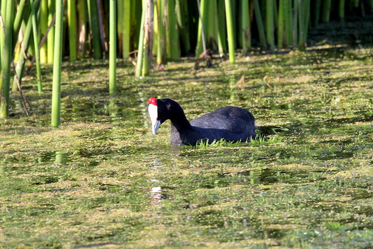 Red-knobbed Coot - ML278090921