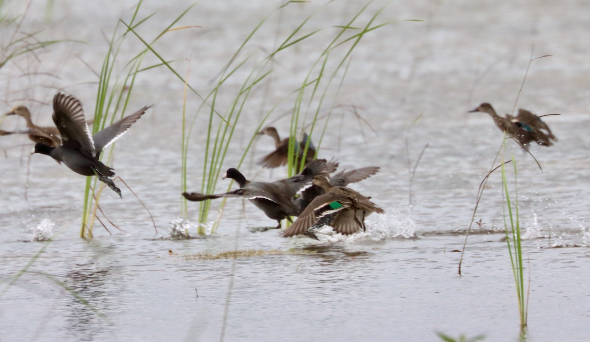 Green-winged Teal - ML278091681