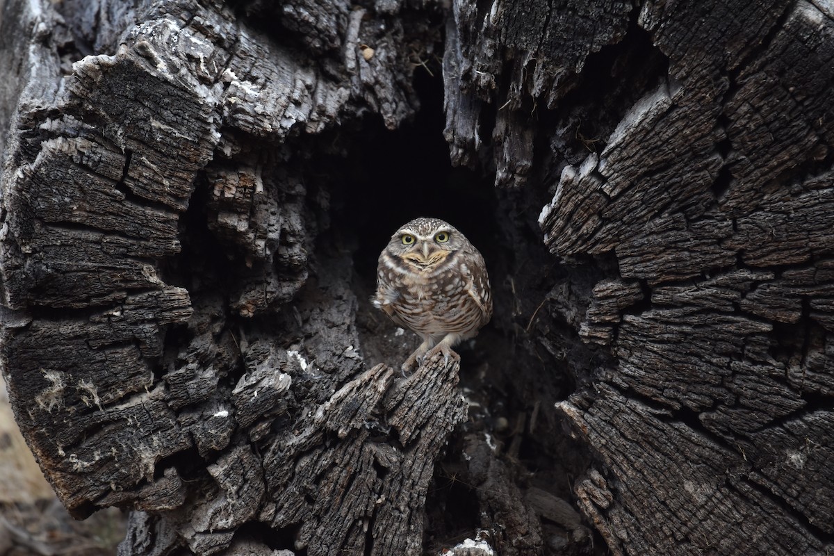 Burrowing Owl - Brian Browne