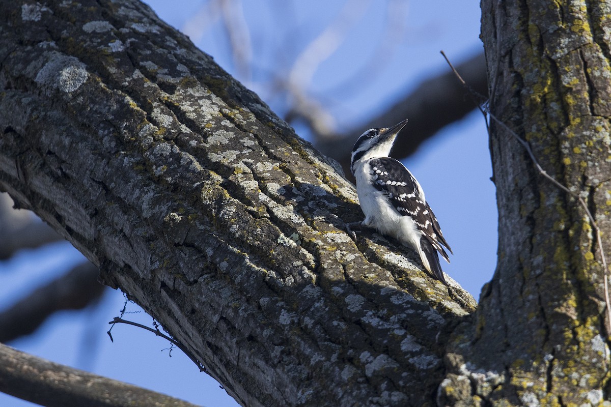 Hairy Woodpecker (Eastern) - Michael Stubblefield