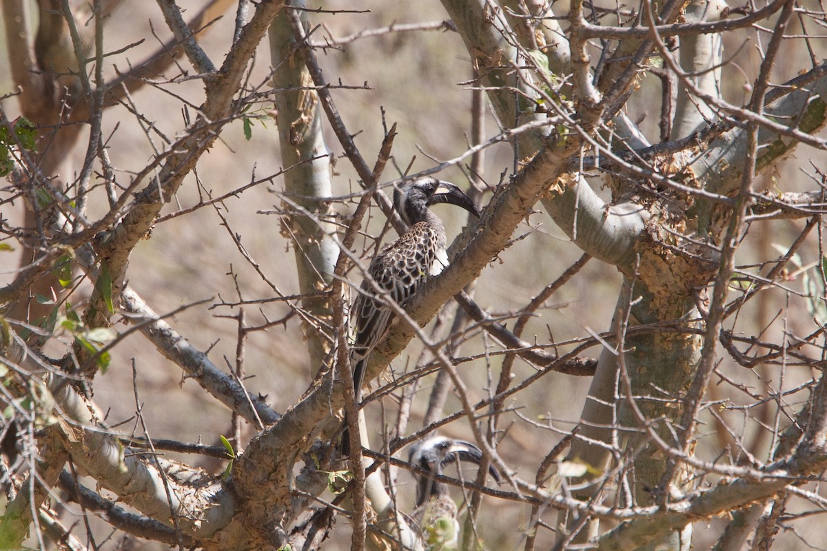 African Gray Hornbill - ML278097641
