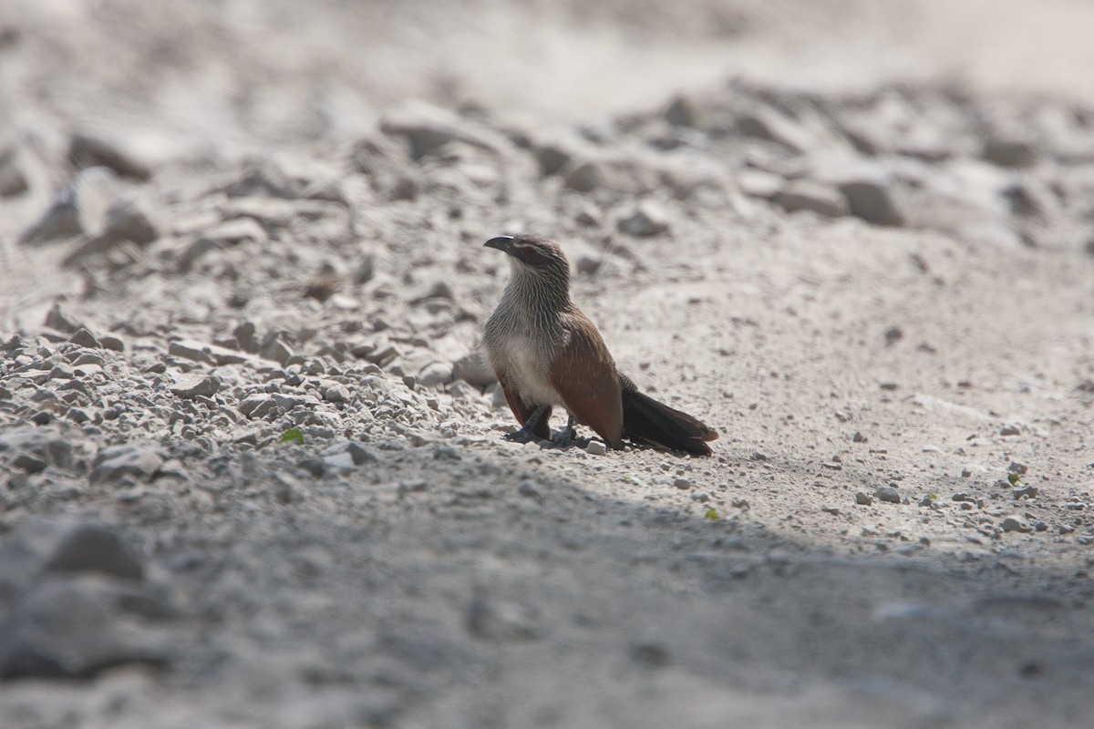 White-browed Coucal - ML278101051