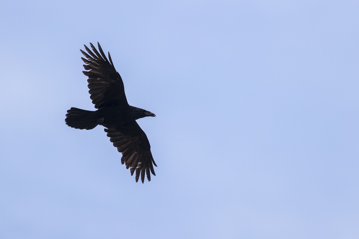 Common Raven - ML278101151