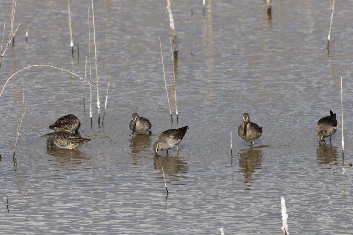 Long-billed Dowitcher - ML278102731