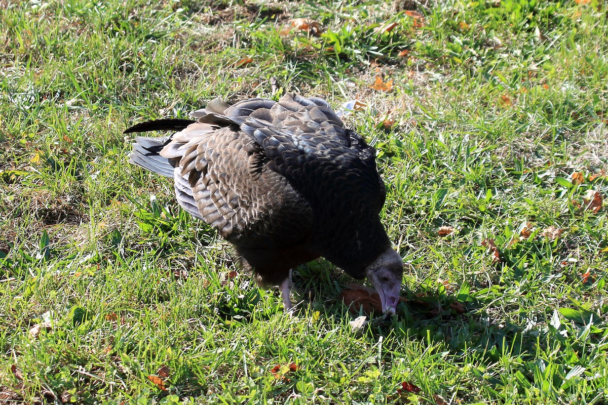 Turkey Vulture - ML278105921