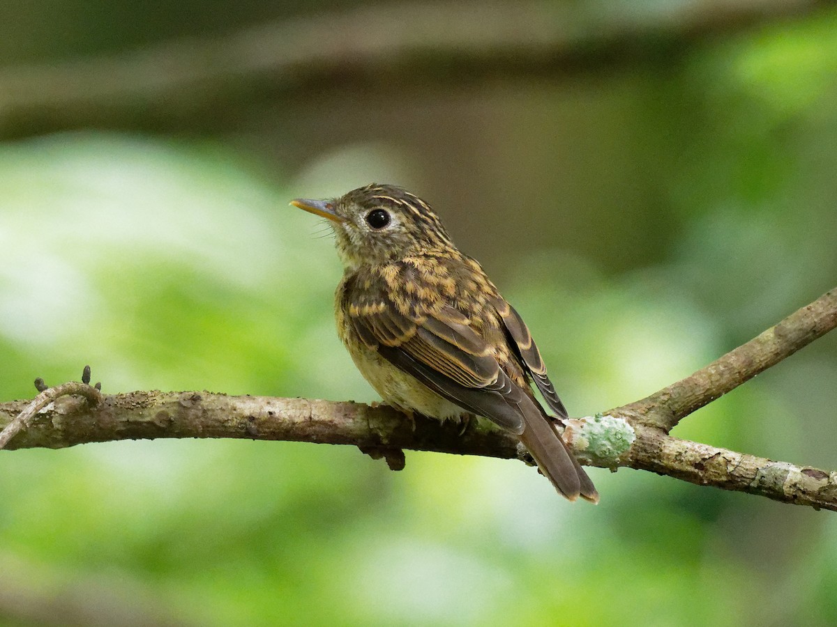 Brown-breasted Flycatcher - ML278106721