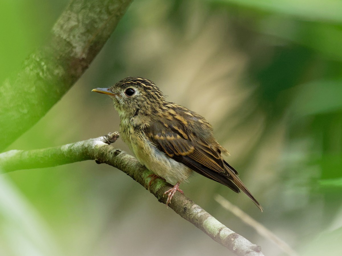 Brown-breasted Flycatcher - ML278106731