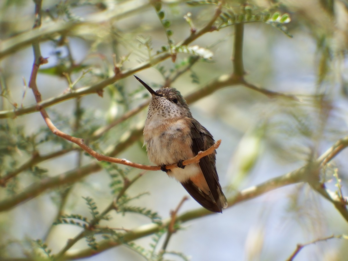 Calliope Hummingbird - Bobby Wilcox