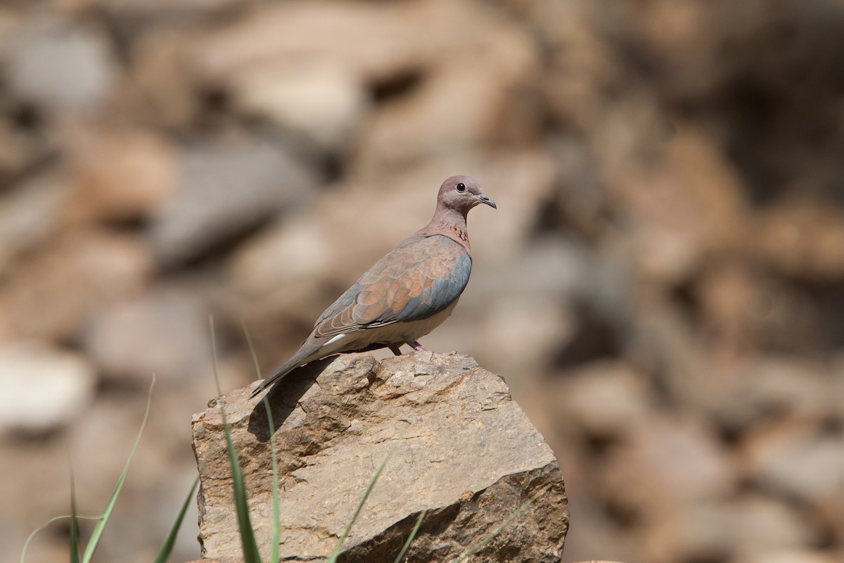 Laughing Dove - ML278107421
