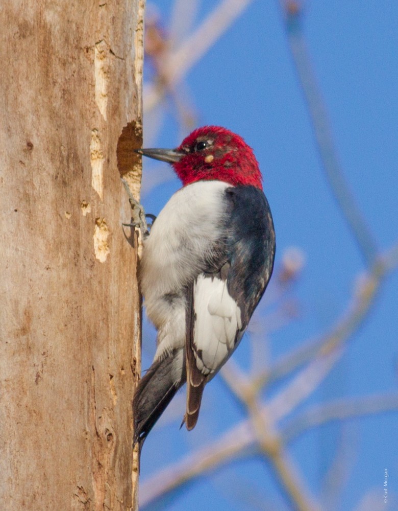 Red-headed Woodpecker - Curt Morgan