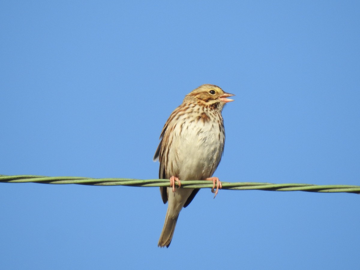 Savannah Sparrow - ML278116831