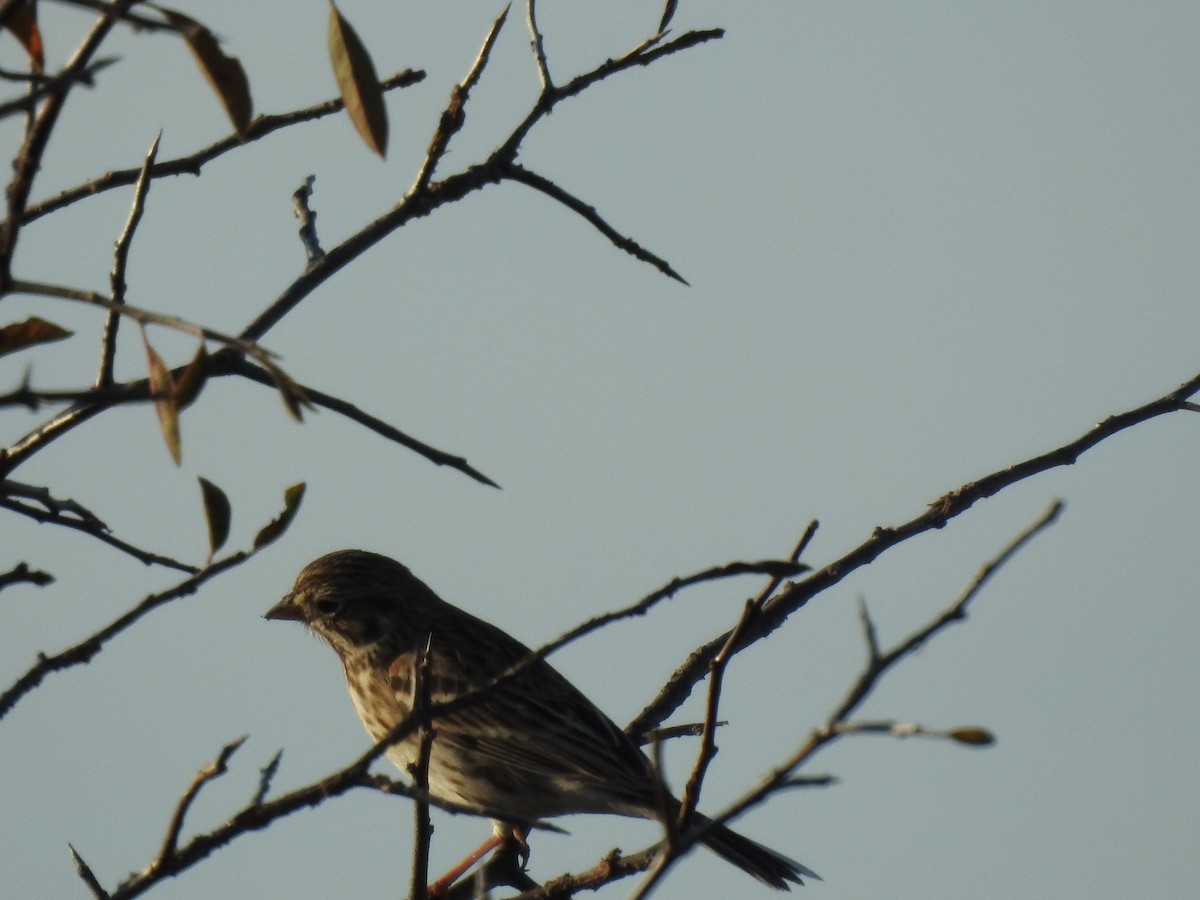Vesper Sparrow - Kevin Long