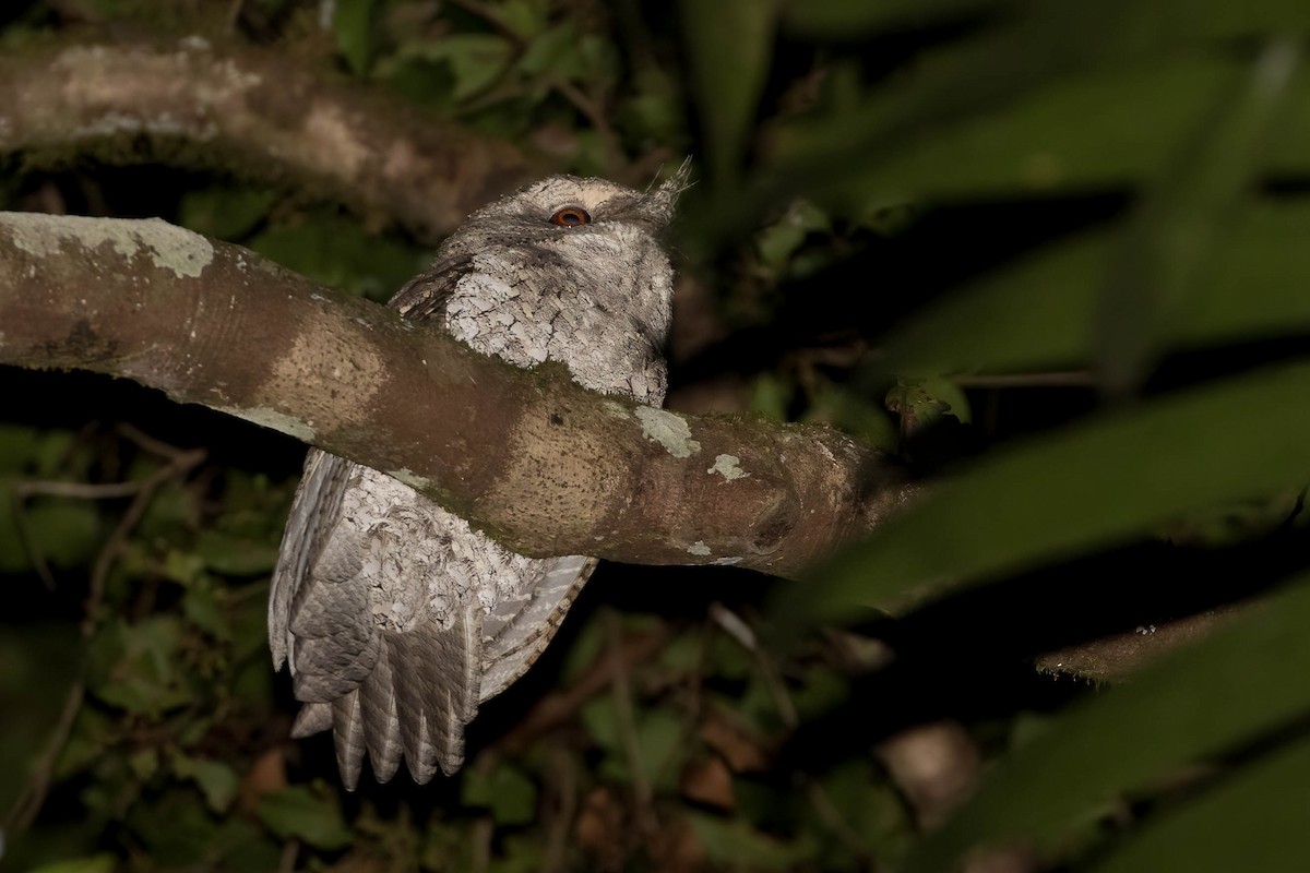 Marbled Frogmouth - ML278120381