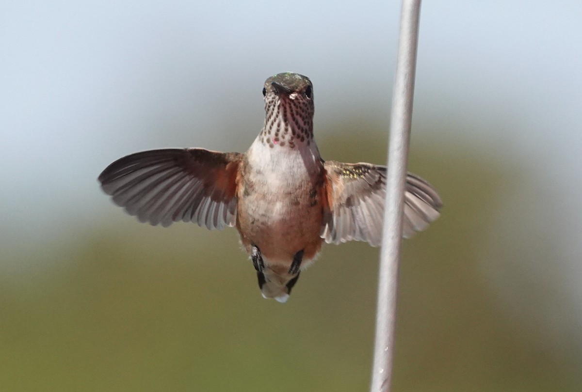 Broad-tailed Hummingbird - ML278125271