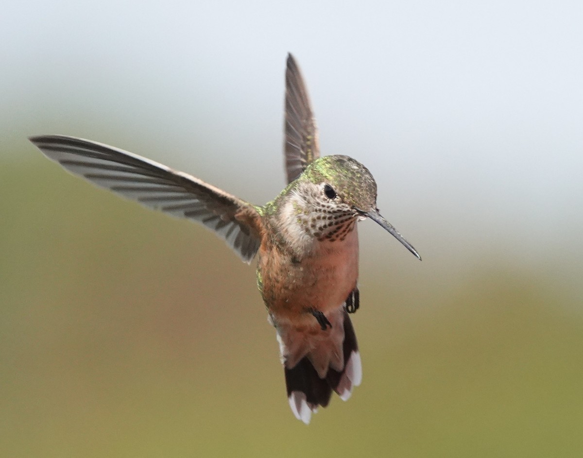 Broad-tailed Hummingbird - ML278125291