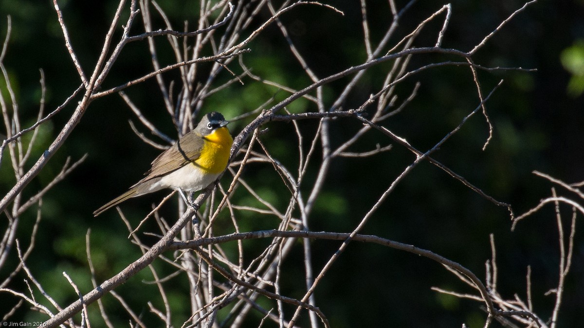 Yellow-breasted Chat - Jim Gain