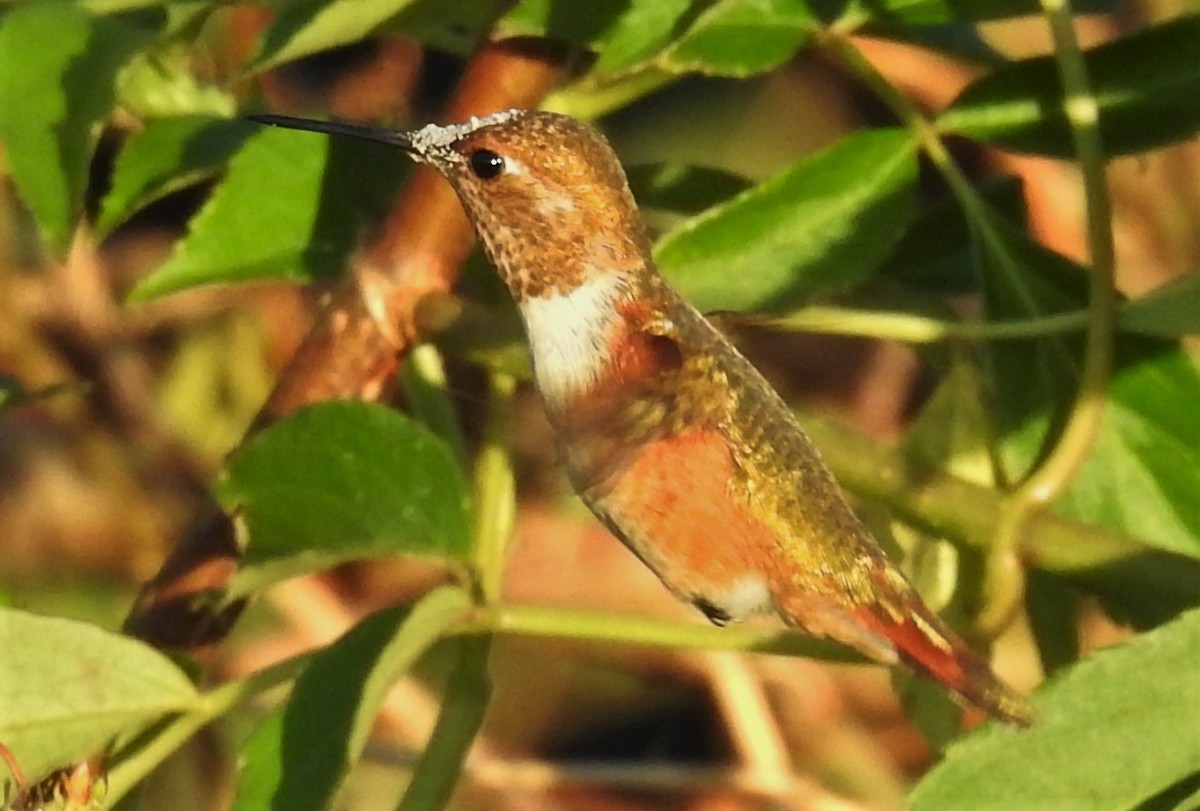 Rufous Hummingbird - Eric Haskell