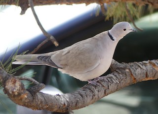 Eurasian Collared-Dove, ML278135141