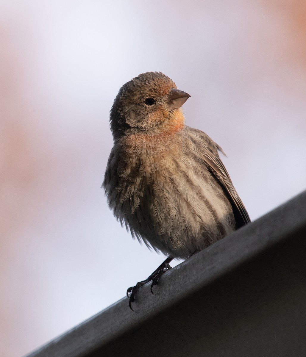 House Finch - Phil Taylor