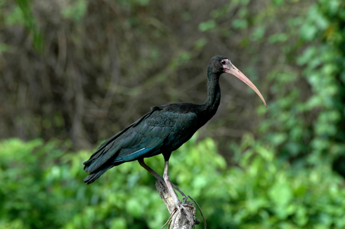 ibis tmavý - ML278144941