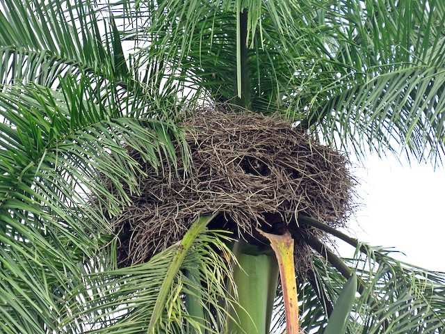 Nest; general view showing entrance. - Palmchat - 