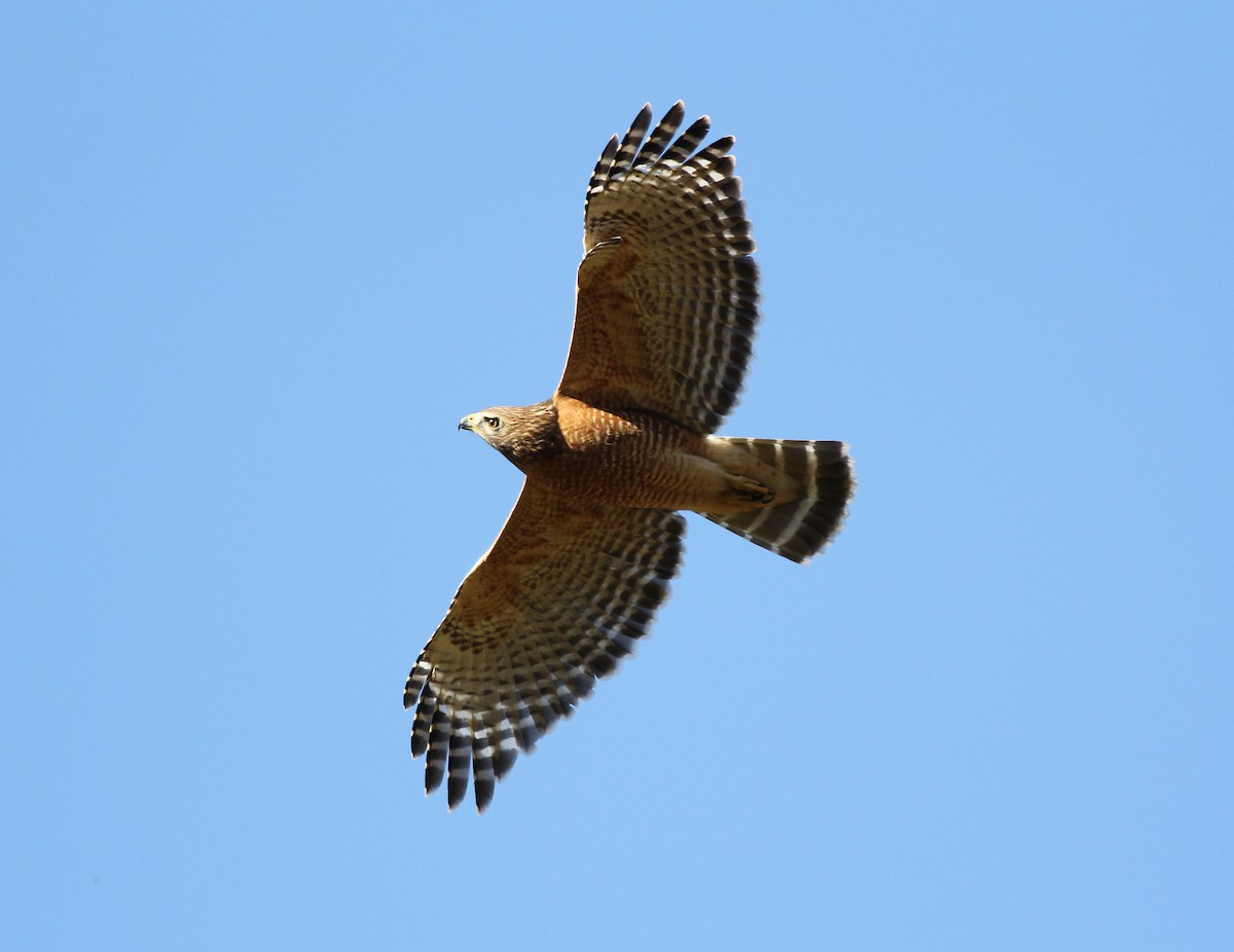 Red-shouldered Hawk - Gary Graves