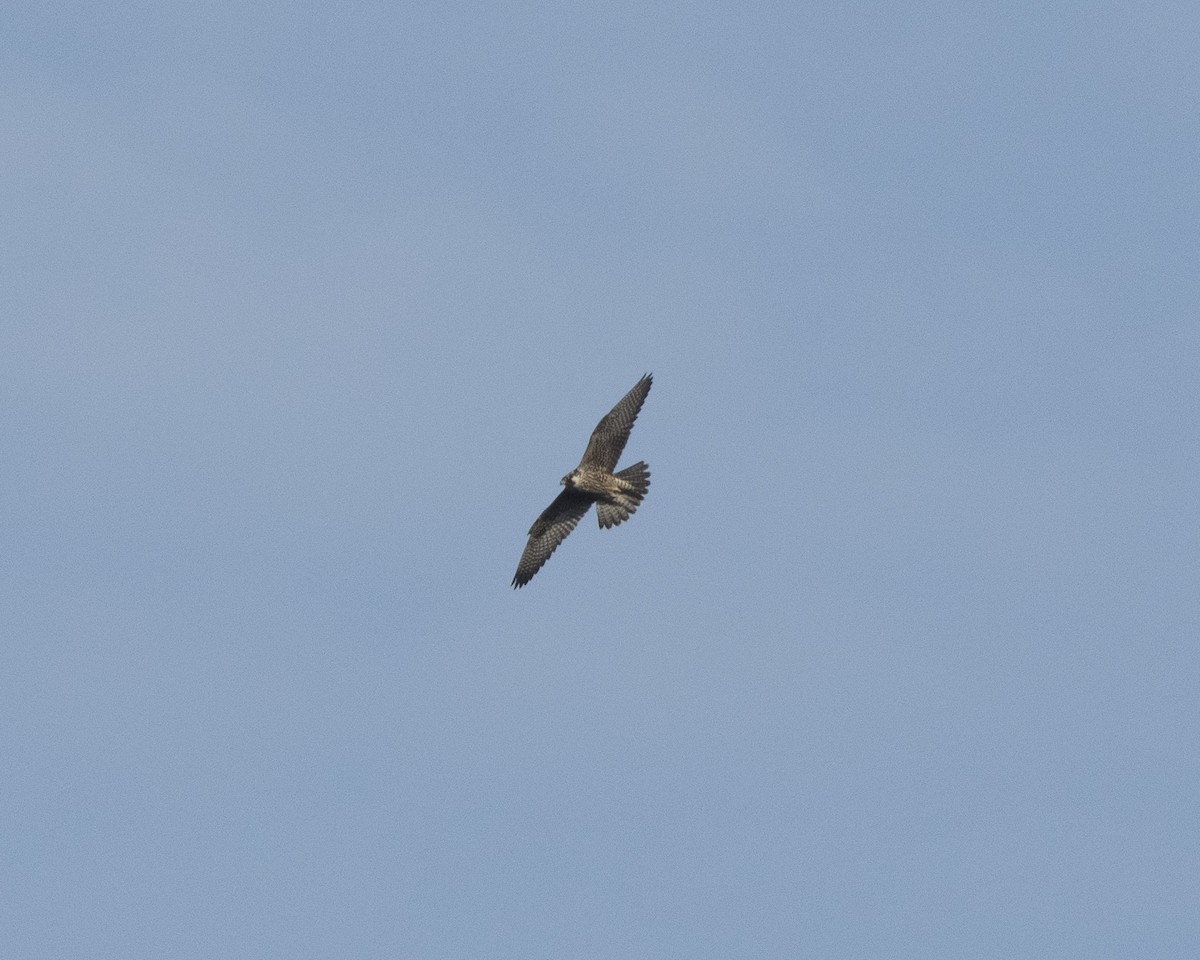 Peregrine Falcon - ML278152011
