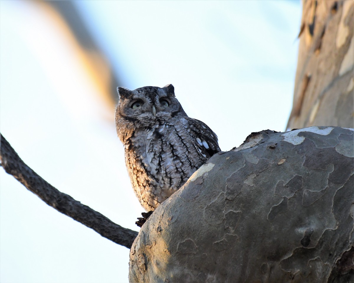 Eastern Screech-Owl (Northern) - ML278152671
