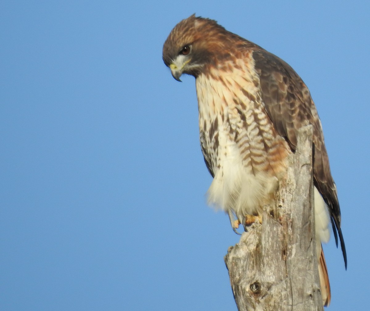 Red-tailed Hawk - ML278156871