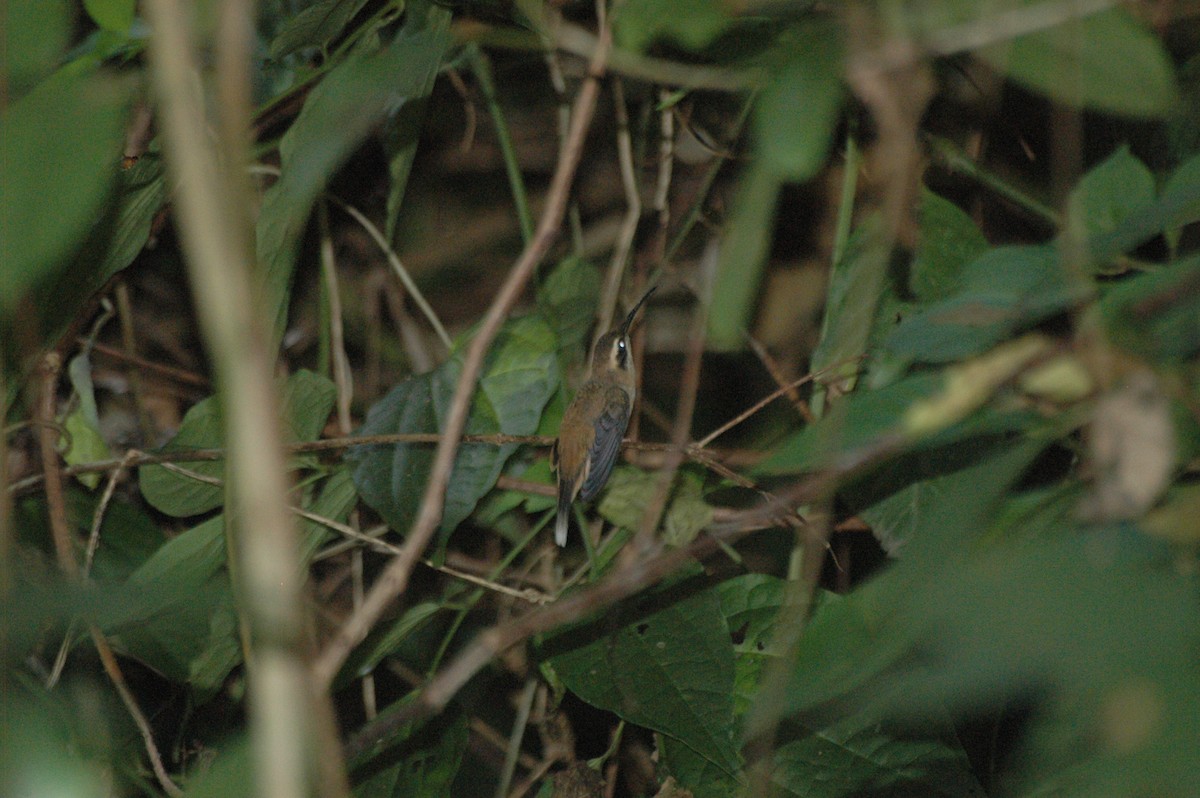 Rufous-breasted Hermit - ML278157451