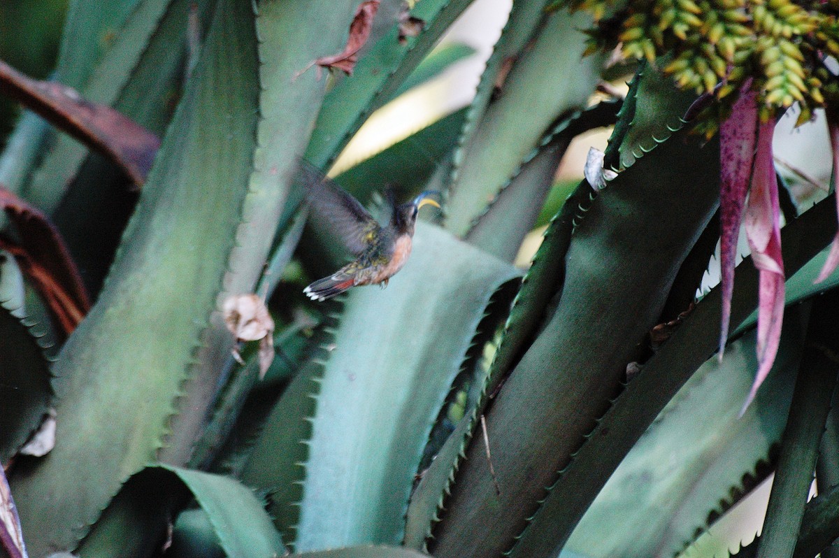 Краснохвостый колибри-отшельник - ML278157731
