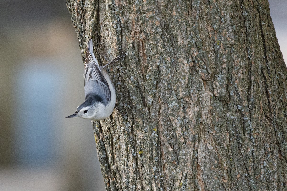White-breasted Nuthatch - Kris Long