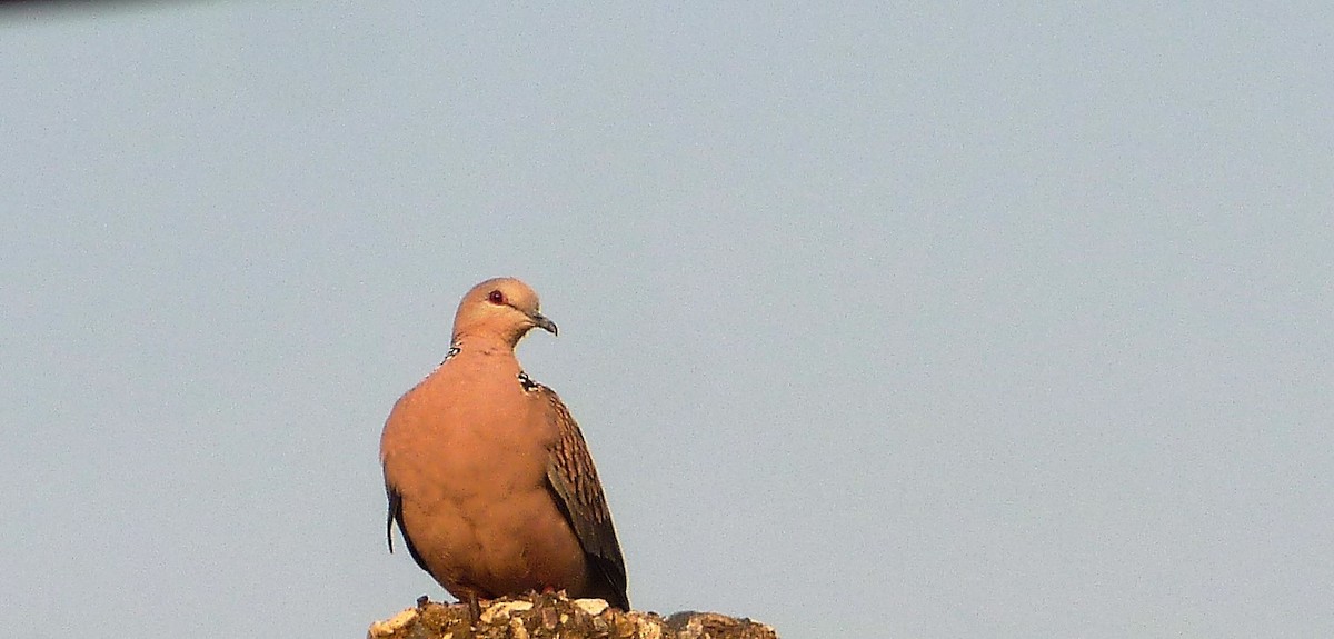 Spotted Dove - Sudhir Reddy