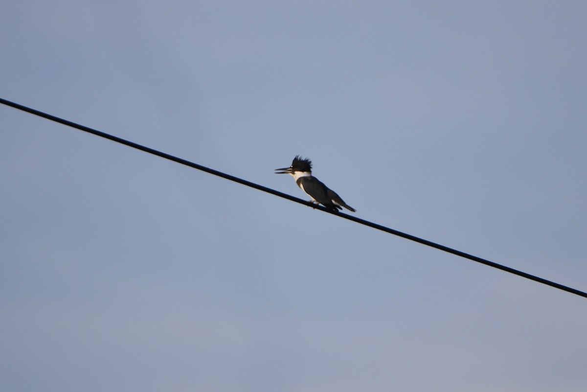 Belted Kingfisher - ML278167361