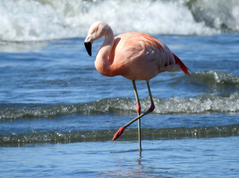 Chilean Flamingo - ML278172511