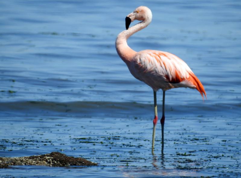Chilean Flamingo - ML278172531