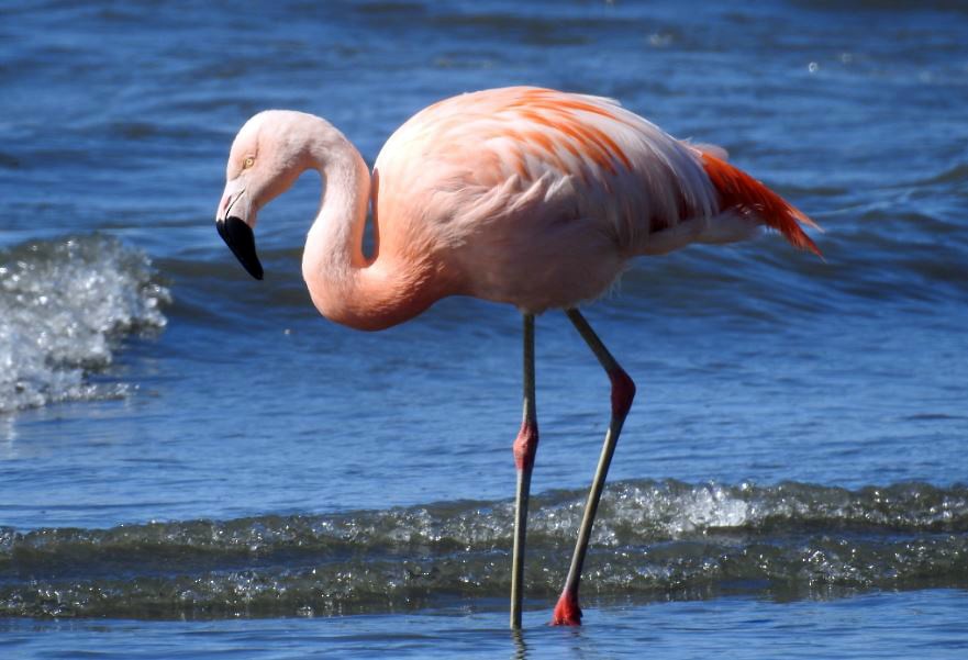 Chilean Flamingo - ML278172551