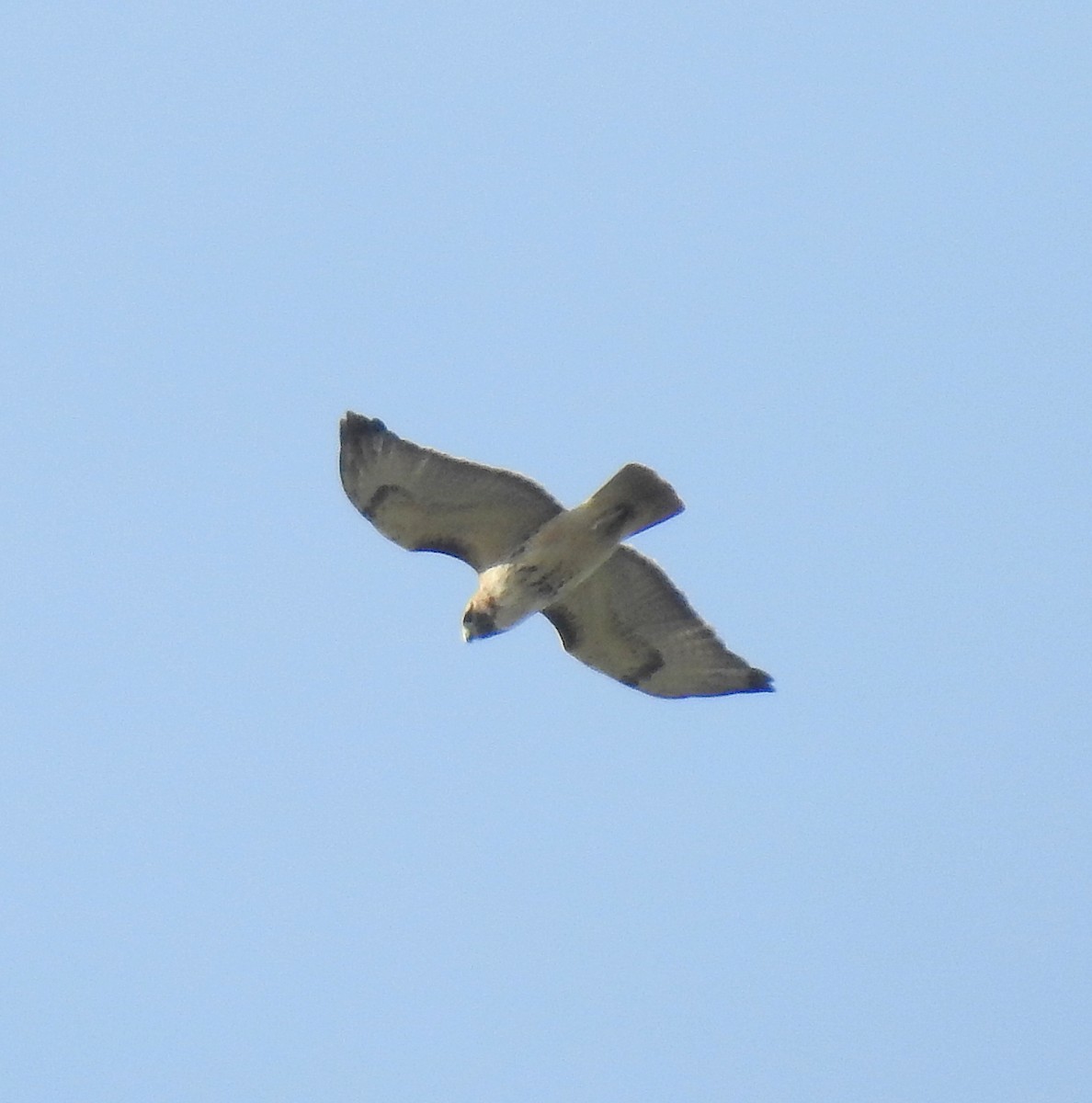 Red-tailed Hawk - shelley seidman