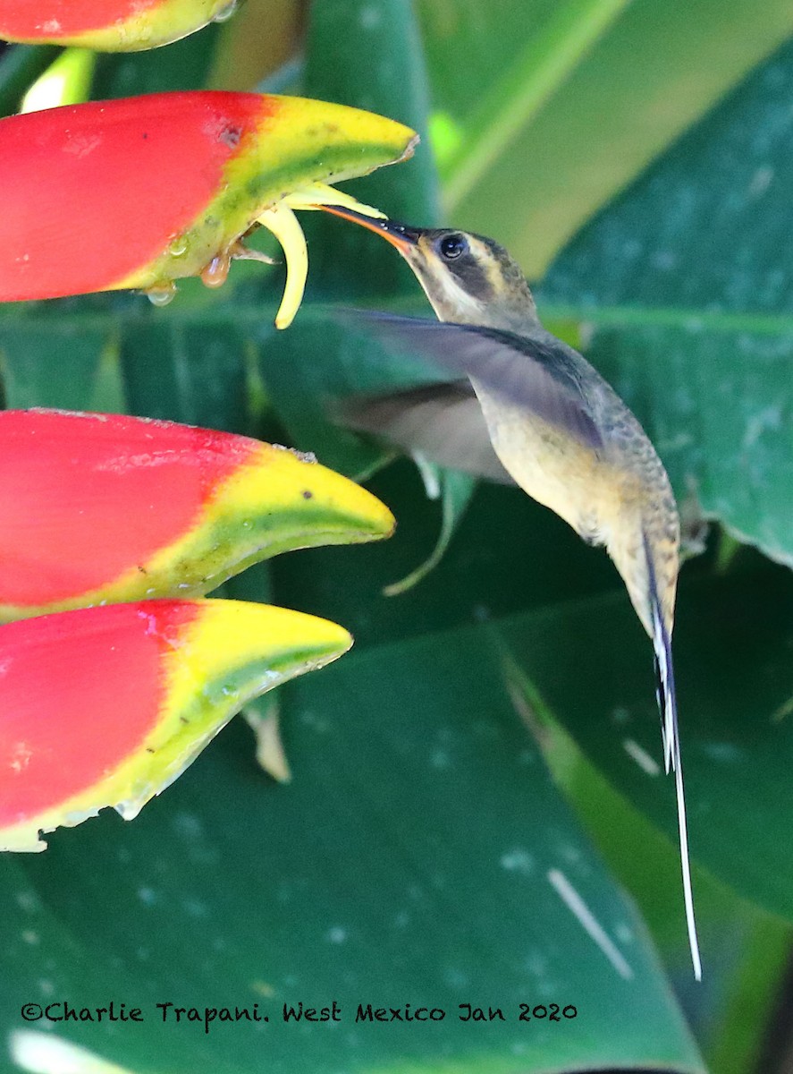 Мексиканский колибри-отшельник (griseoventer) - ML278180701
