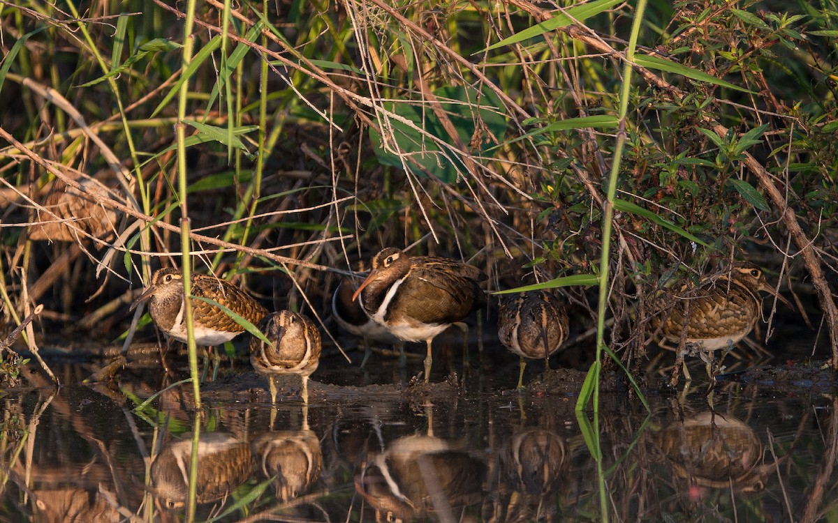 Greater Painted-Snipe - ML278181401