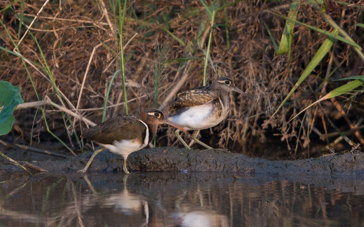 Greater Painted-Snipe - ML278181471