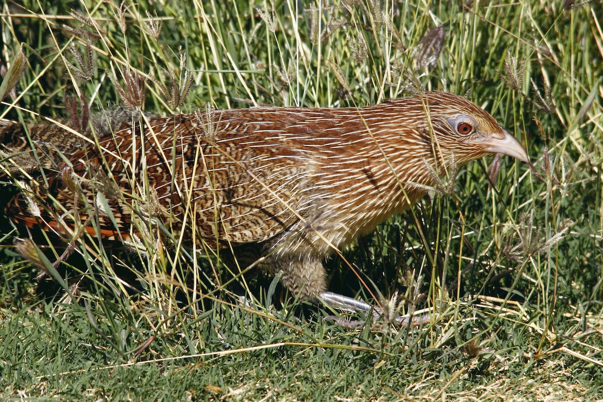 Pheasant Coucal - Alan Atkinson