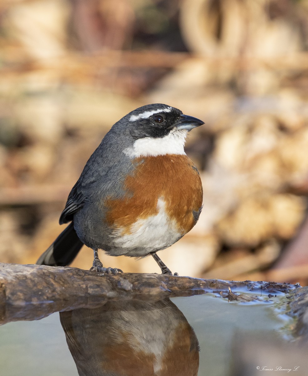 Chestnut-breasted Mountain Finch - ML278193281