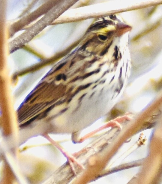 Savannah Sparrow - ML278196281